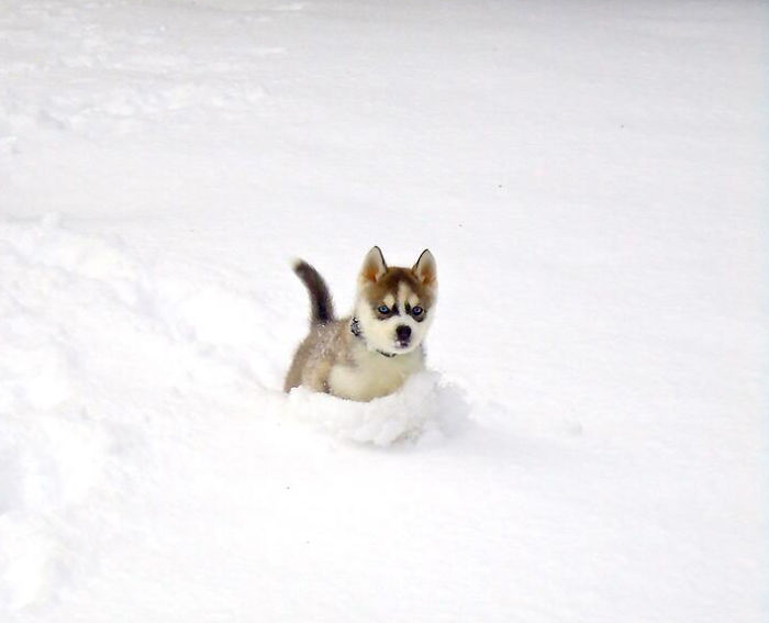 Husky Pup Playing In The Snow For The First Time