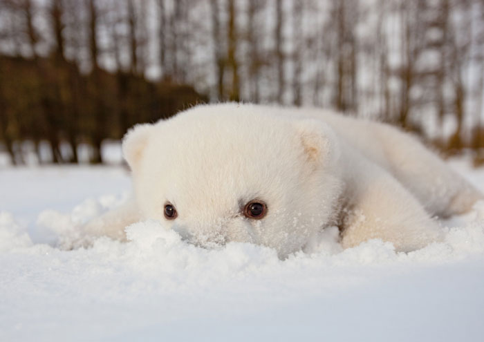 76 Animals Playing In Snow For The First Time