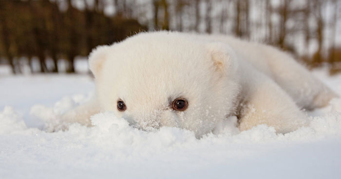 76 Animals Playing In Snow For The First Time