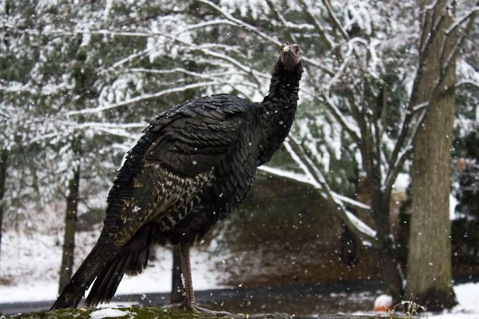Turkey's First Snow Fall