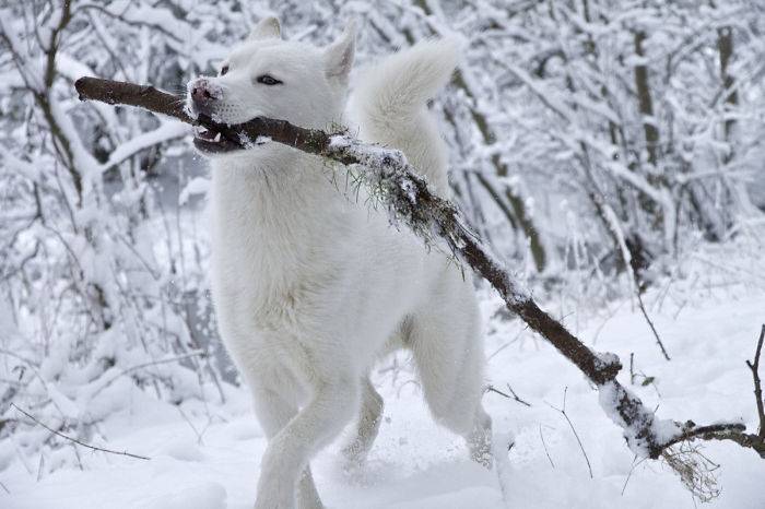 Siberian Husky Enjoyed His First Ever Day In The Snow