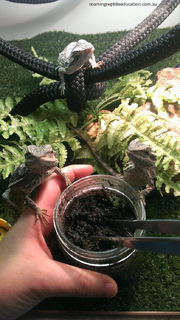 Bearded Dragons Know What Lives In The Jar - Food!