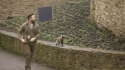 benjamin-orphaned-goat-follows-man-friend-1