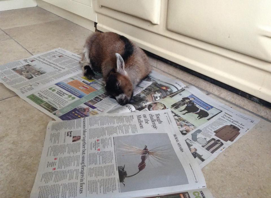 benjamin-orphaned-goat-follows-man-friend-10