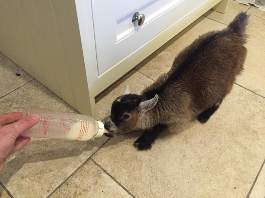 benjamin-orphaned-goat-follows-man-friend-11