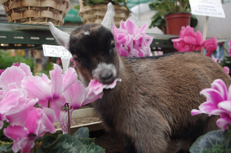 benjamin-orphaned-goat-follows-man-friend-13