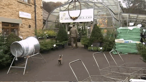 benjamin-orphaned-goat-follows-man-friend-3 benjamin-orphaned-goat-follows-man-friend-3