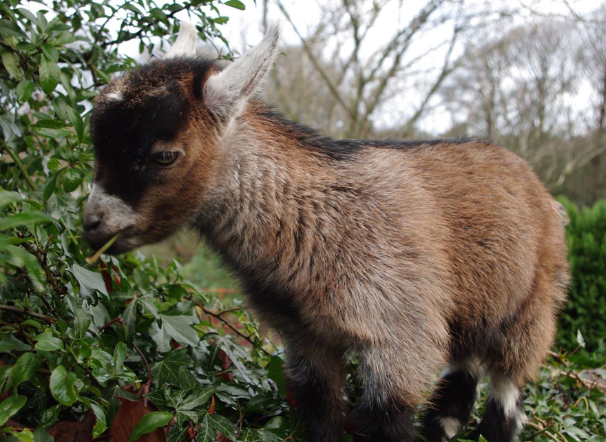 benjamin-orphaned-goat-follows-man-friend-5