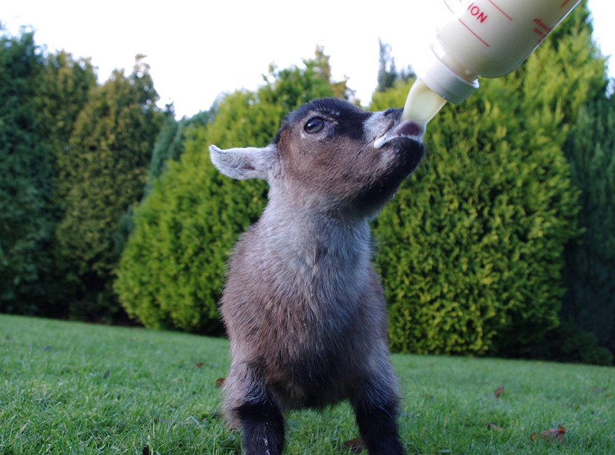 benjamin-orphaned-goat-follows-man-friend-9 benjamin-orphaned-goat-follows-man-friend-9