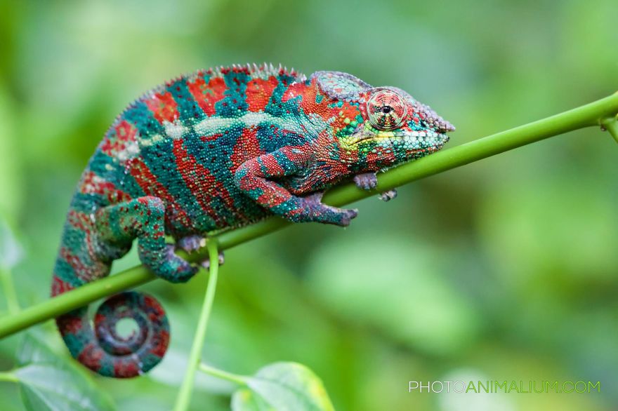 Carpet Chameleon