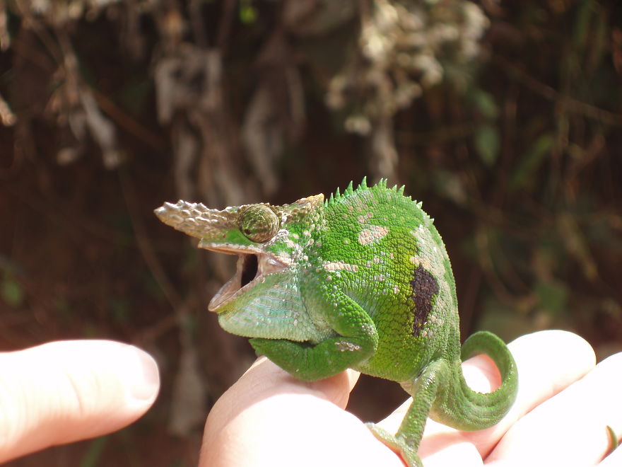 Fischer’s Chameleon