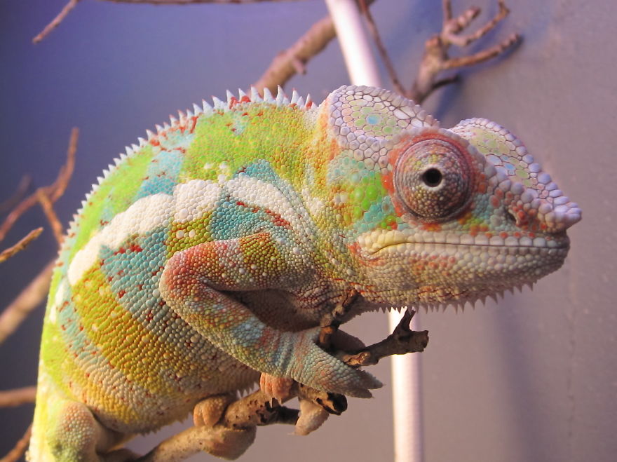 Fischer’s Chameleon
