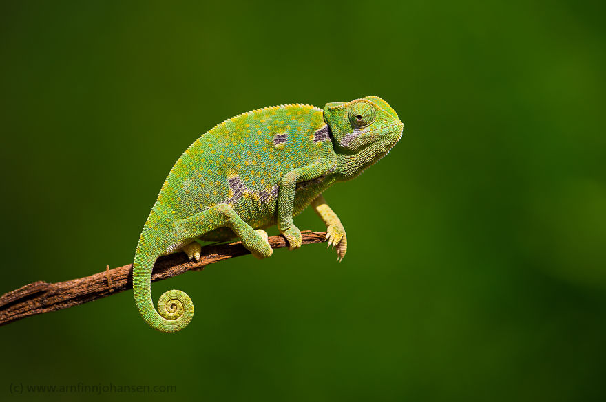 Flap-necked Chameleon