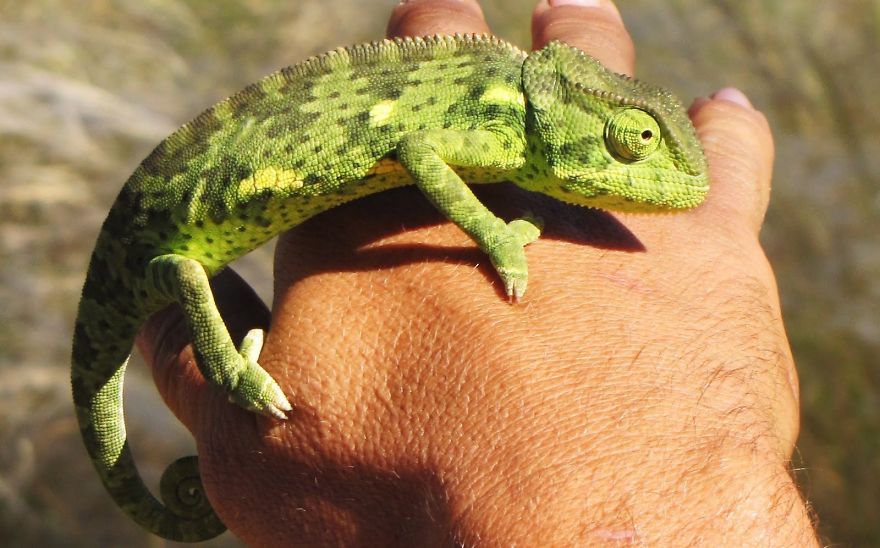 Flap-necked Chameleon