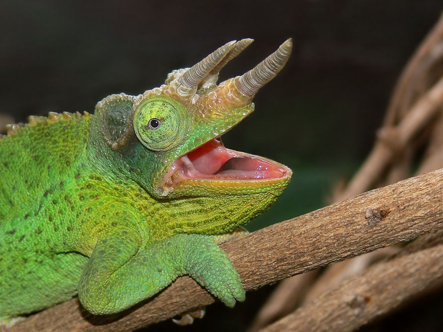 Four-horned Chameleon