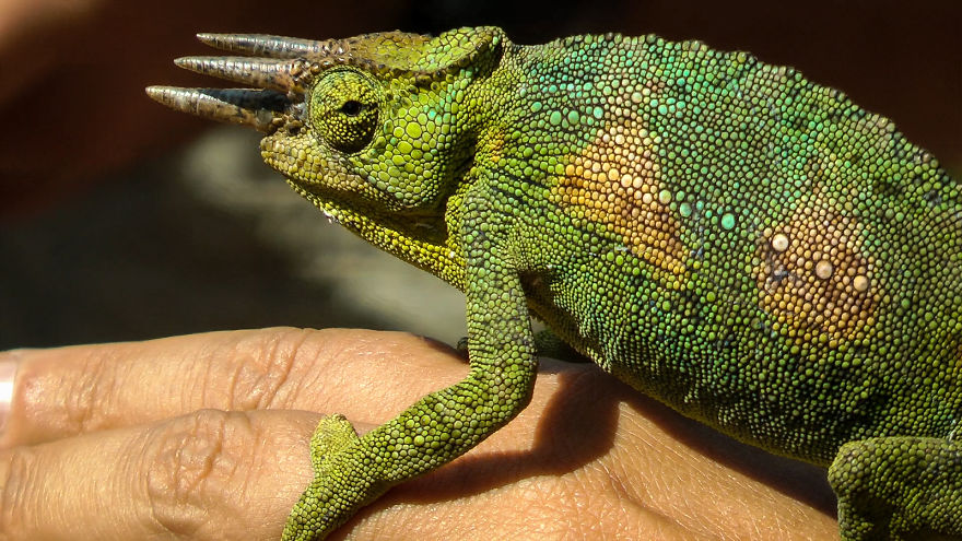 Four-horned Chameleon