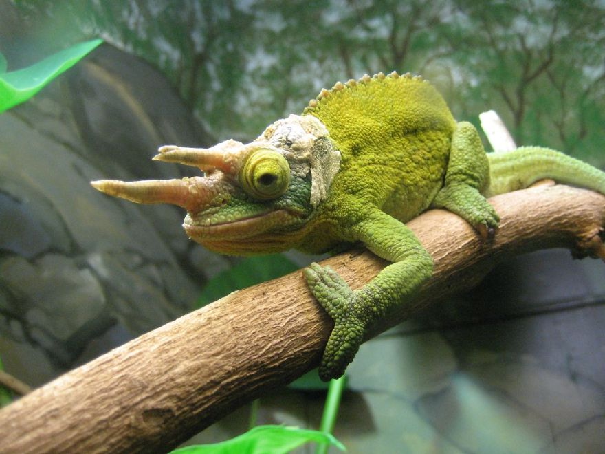 Jackson’s Chameleon