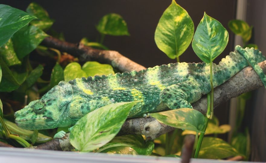 Meller’s Chameleon
