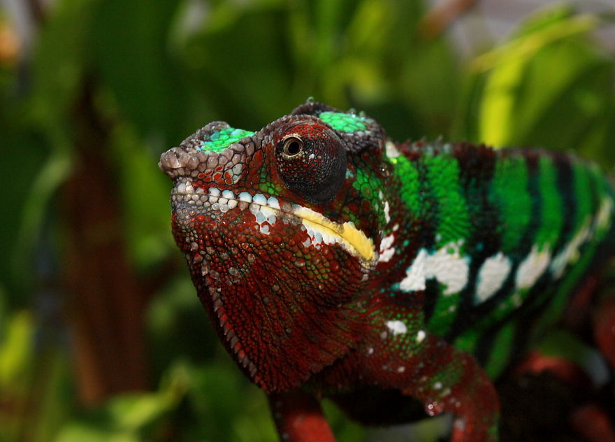 Panther Chameleon