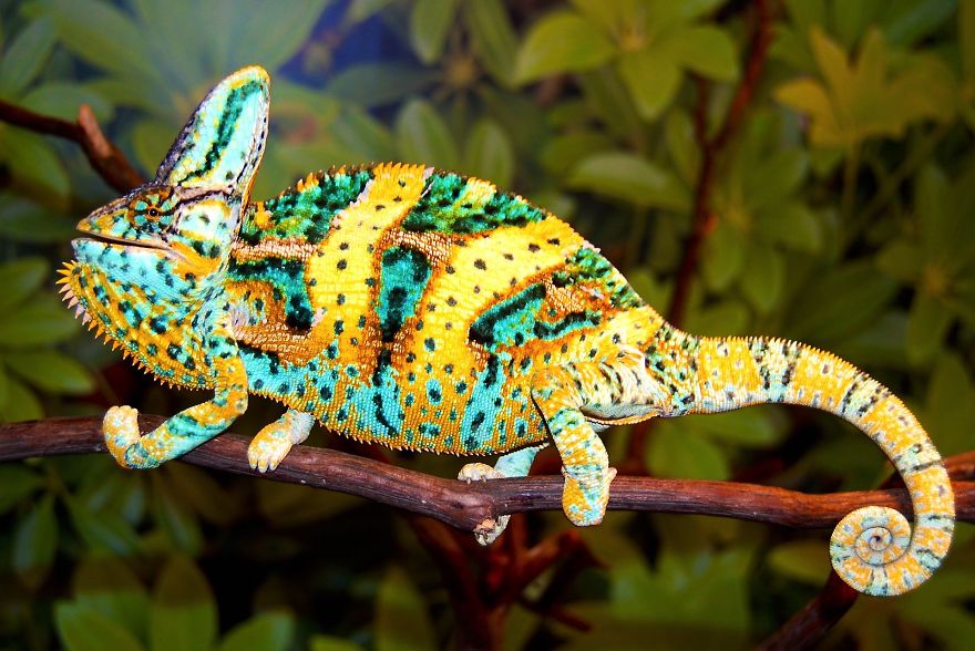 Veiled Chameleon