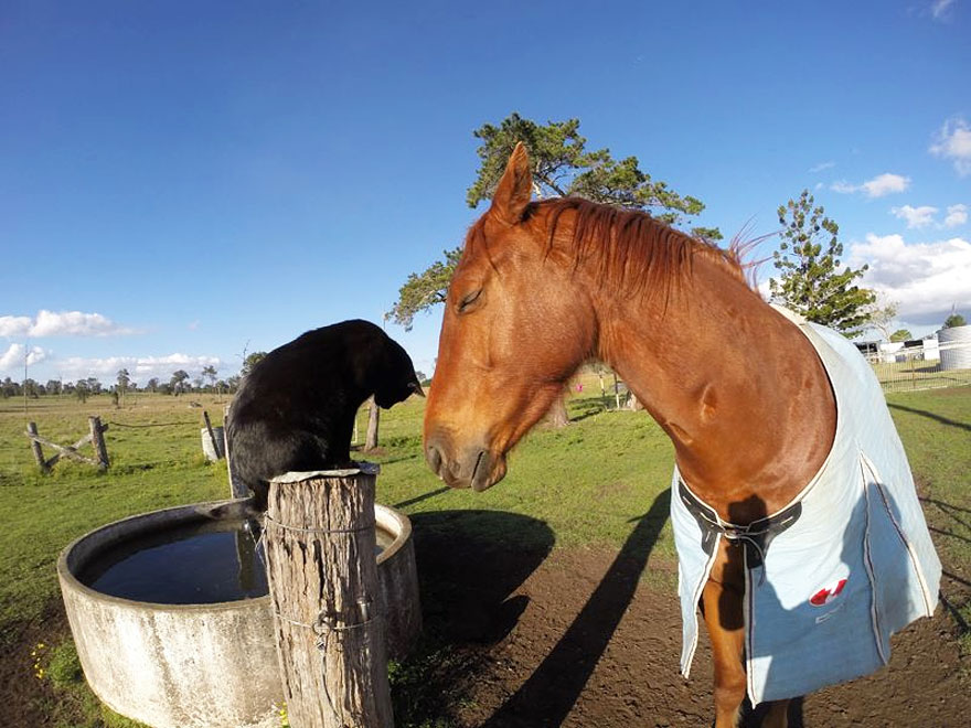 cat-morris-horse-champy-animal-friendship-2 cat-morris-horse-champy-animal-friendship-2