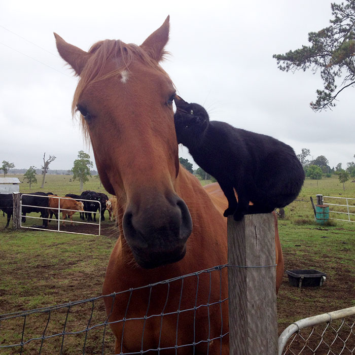 My Cat Morris Loves To Go Horse Riding!