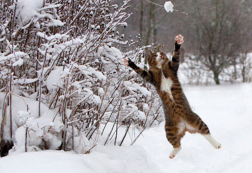 Cat Playing With Snow