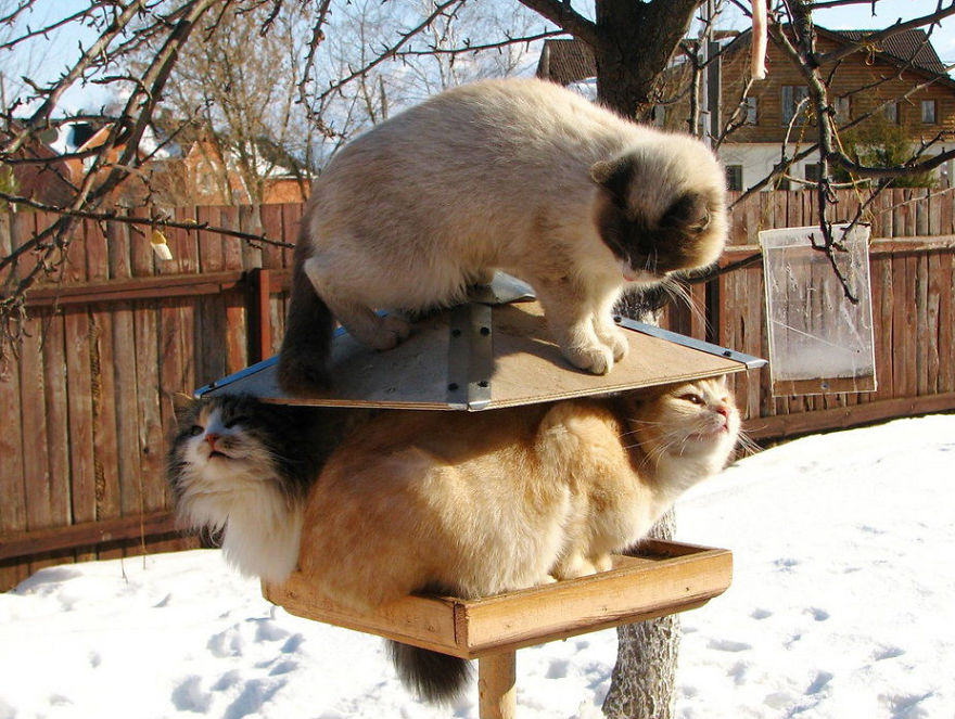 Cats Playing With Snow