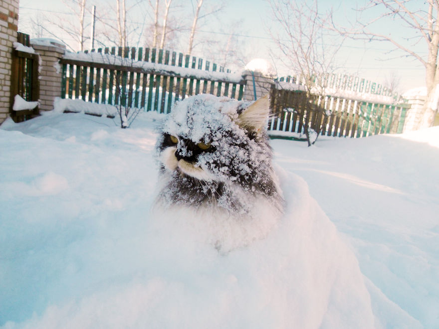 Cat Playing With Snow