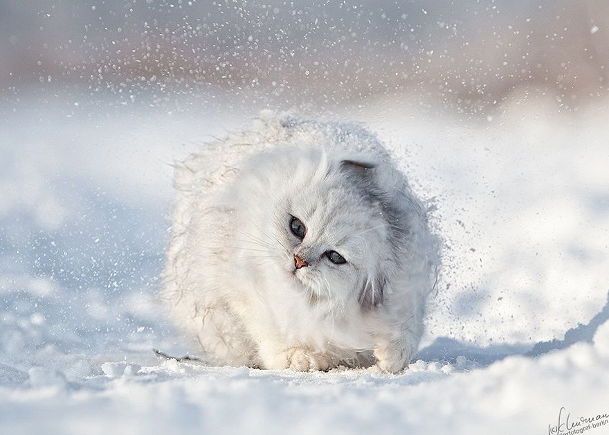 Cat Playing With Snow