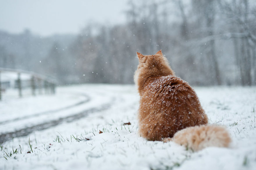 Cat Playing With Snow