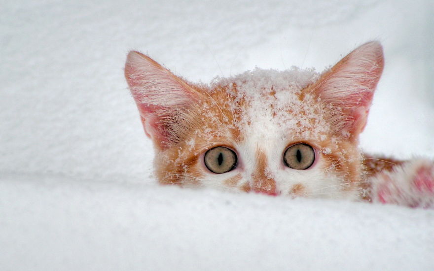 Cat Playing With Snow