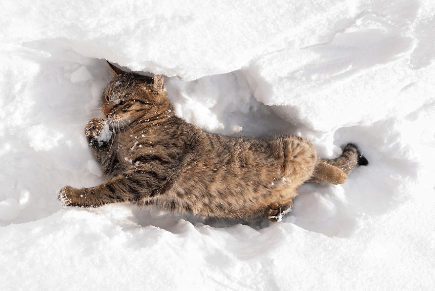 Cat Playing With Snow