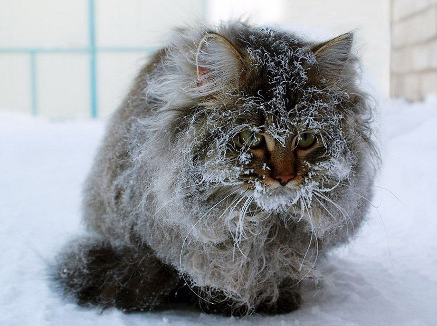 Cat Playing With Snow