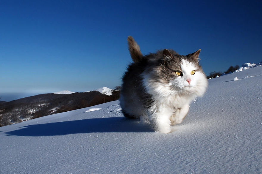 Cat Playing With Snow