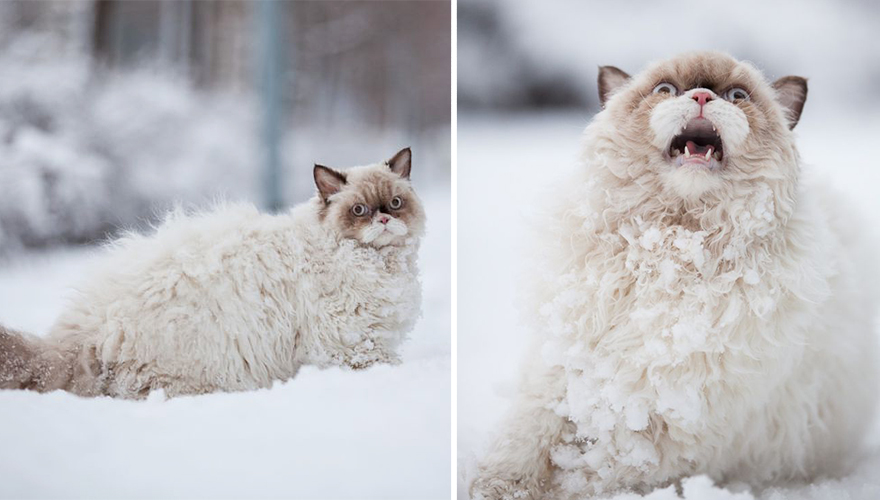 Cat Playing With Snow