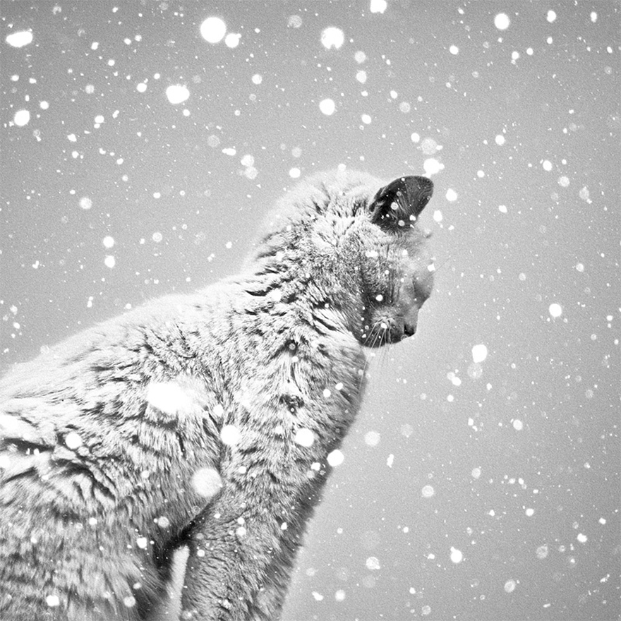 Cat Playing With Snow