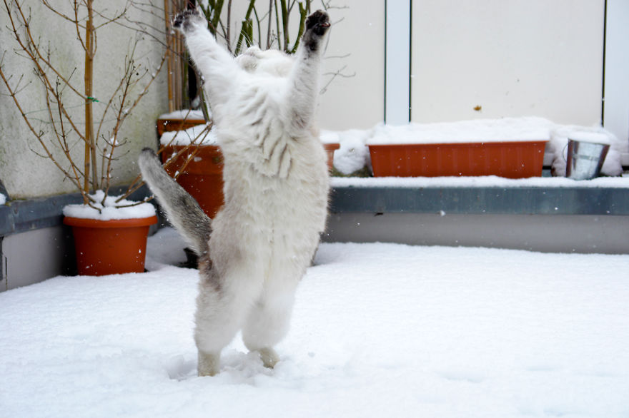 Cat Playing With Snow