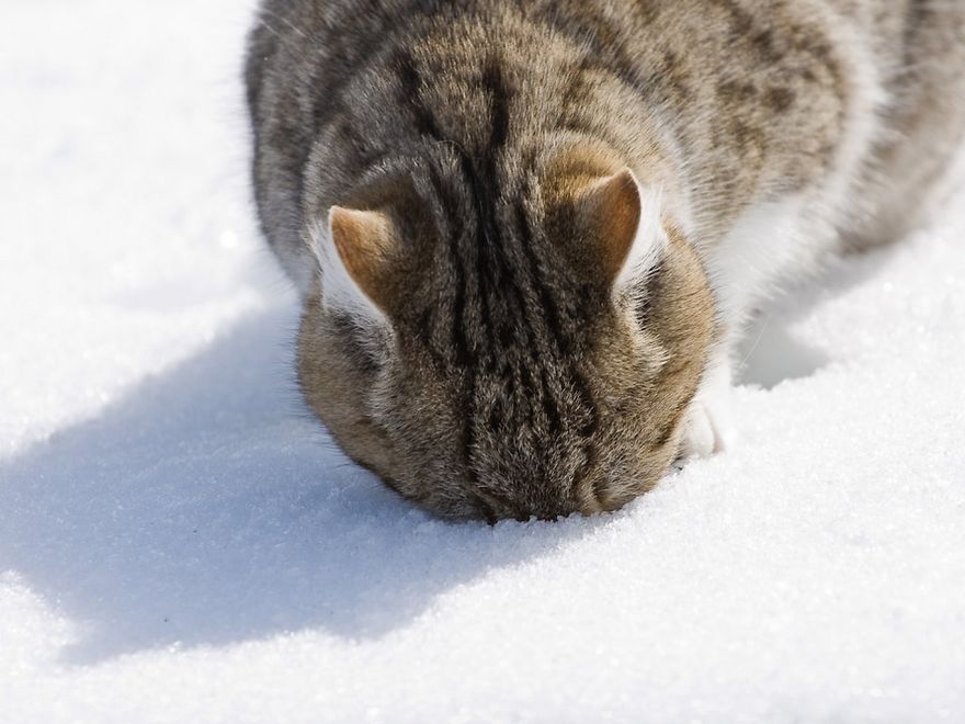 Cat Playing With Snow