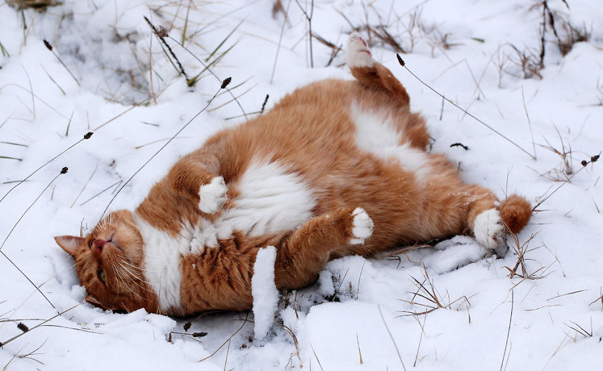 Cat Playing With Snow