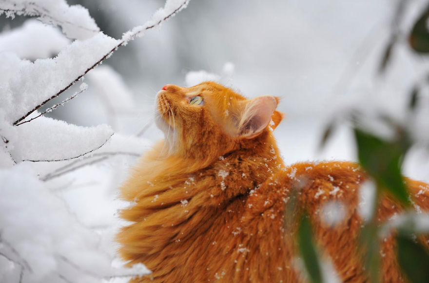 Cat Playing With Snow
