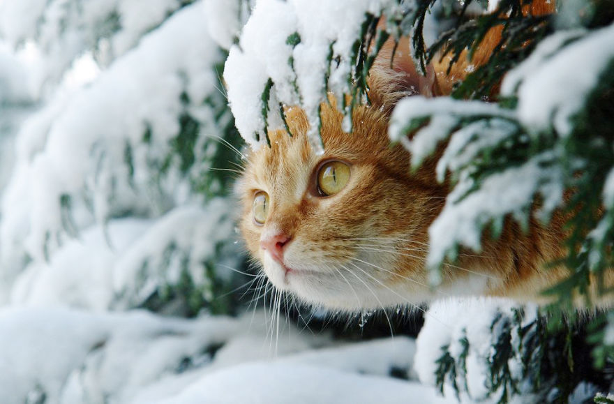 Cat Playing With Snow