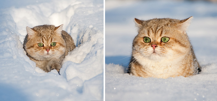 Cat Playing With Snow
