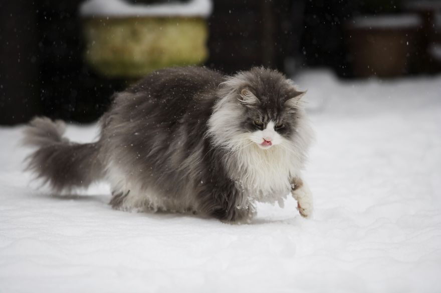 Cat Playing With Snow