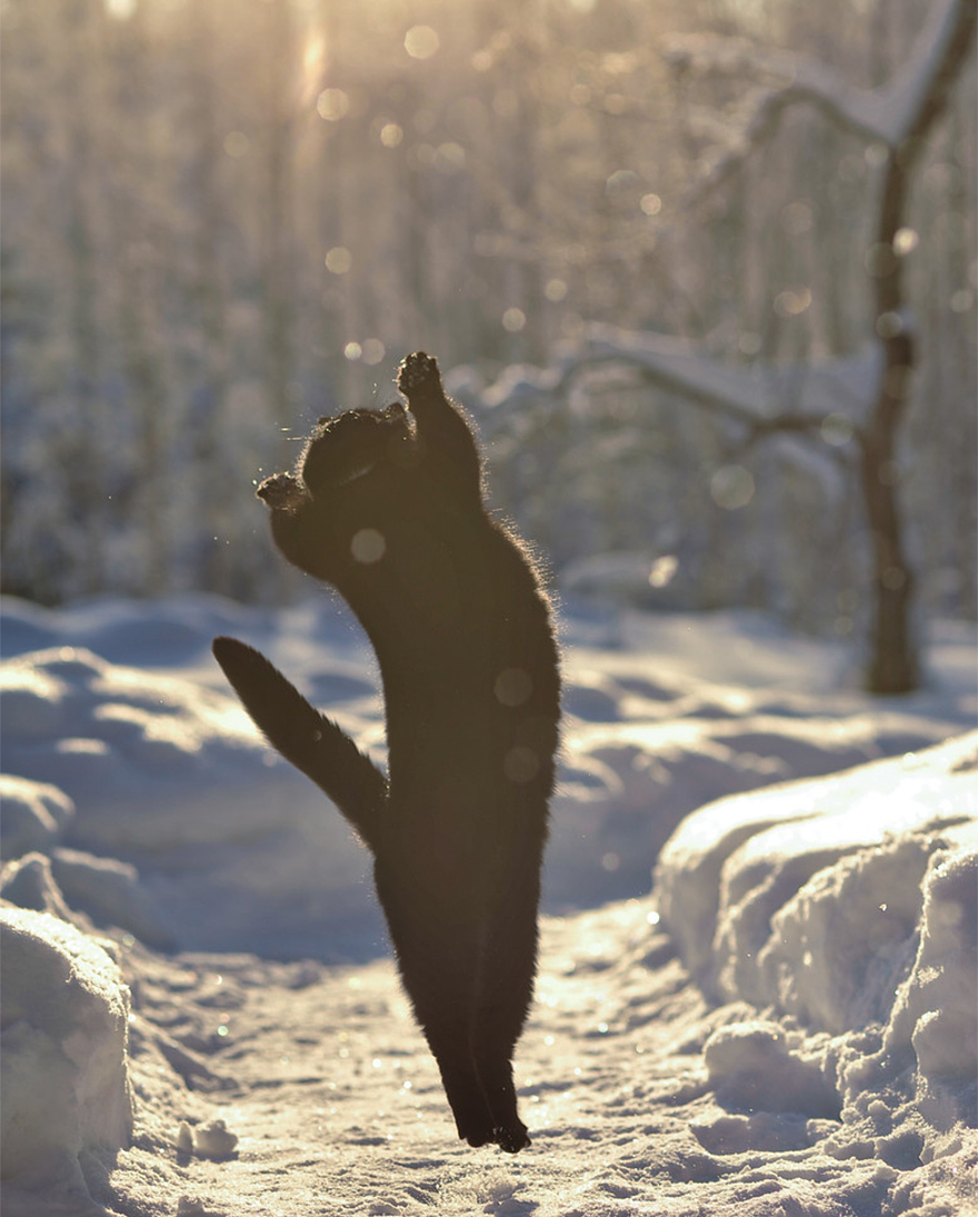 Cat Playing With Snow