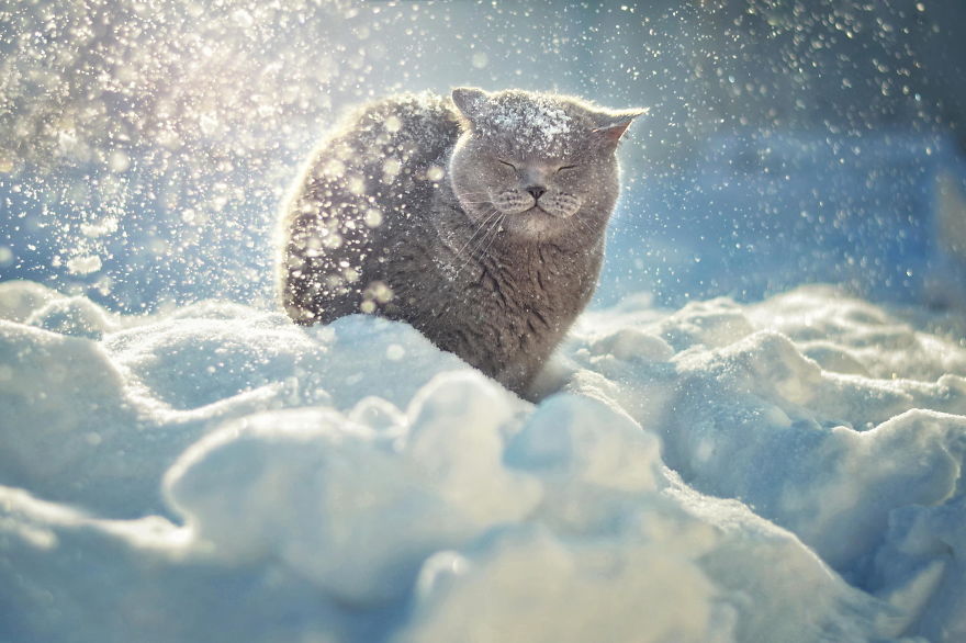 Cat Playing With Snow