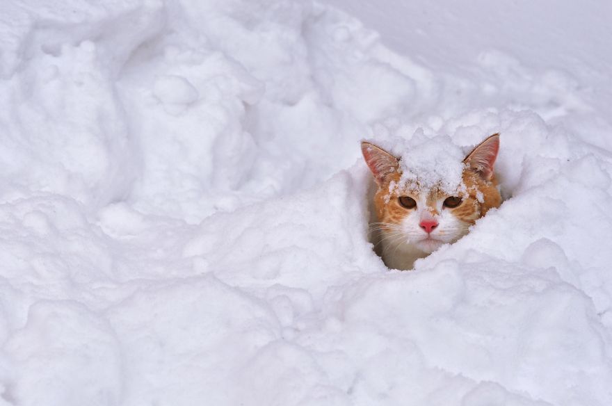 Cat Playing With Snow