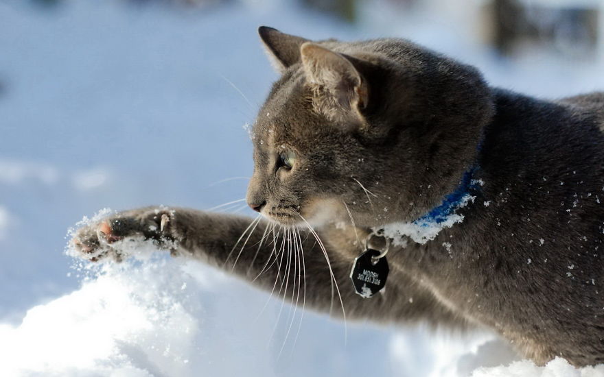 Cat Playing With Snow
