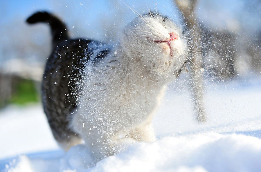 Cat Playing With Snow