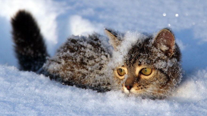 Cat Playing With Snow